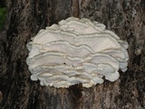 Climacodon septentrionalis image