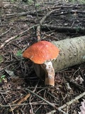 Leccinum vulpinum image