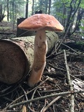 Leccinum vulpinum image