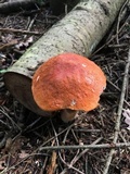 Leccinum vulpinum image
