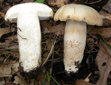 Boletus variipes image