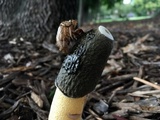 Phallus ravenelii image