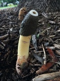 Phallus ravenelii image