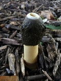 Phallus ravenelii image