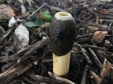 Phallus ravenelii image
