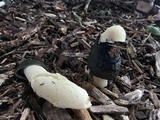 Phallus ravenelii image
