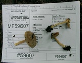 Inocybe acriolens image