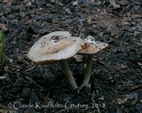 Inocybe acriolens image
