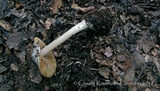 Inocybe acriolens image