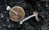 Inocybe acriolens image