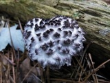 Strobilomyces confusus image