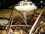 Strobilomyces confusus image