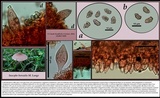 Inocybe curvipes image