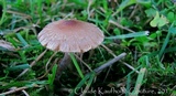 Inocybe curvipes image