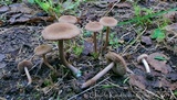 Inocybe lacera image