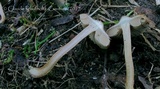 Inocybe lacera var. lacera image
