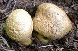 Gyroporus cyanescens image