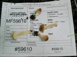 Inocybe flocculosa image