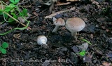 Inocybe flocculosa image