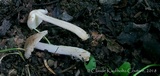 Inocybe flocculosa image