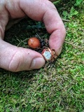 Calostoma cinnabarinum image