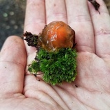 Calostoma cinnabarinum image