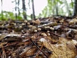 Marasmius capillaris image