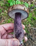 Tylopilus plumbeoviolaceus image