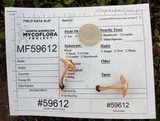 Inocybe curvipes image