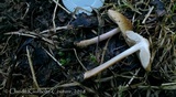 Inocybe curvipes image