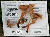 Inocybe curvipes image
