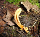 Clavaria argillacea image
