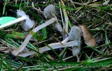 Inocybe curvipes image