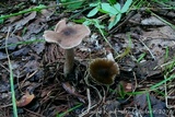 Inocybe nitidiuscula image