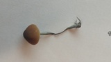 Pholiotina smithii image