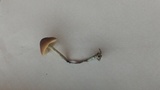 Pholiotina smithii image