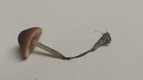 Pholiotina smithii image