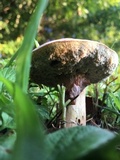 Boletus patrioticus image