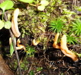 Clavaria argillacea image
