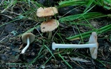 Inocybe occulta image