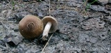 Inocybe curvipes image