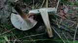 Inocybe curvipes image
