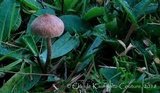 Inocybe lacera image