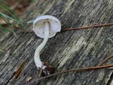Leucoagaricus melanotrichus image
