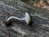 Leucoagaricus melanotrichus image