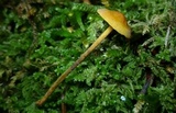 Xeromphalina tenuipes image