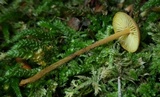 Xeromphalina tenuipes image