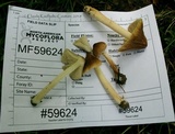 Inocybe neobrunnescens image