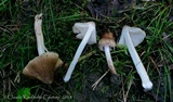 Inocybe neobrunnescens image