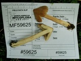 Inocybe neobrunnescens image